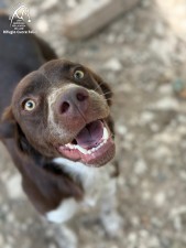 Coko